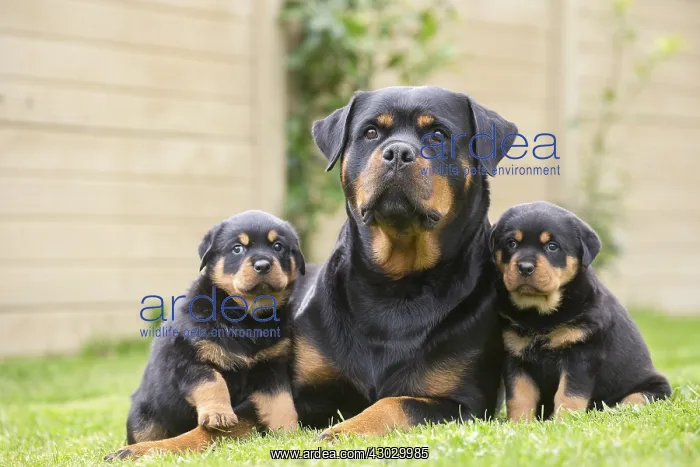  : Rottweiler with puppies dogs outside