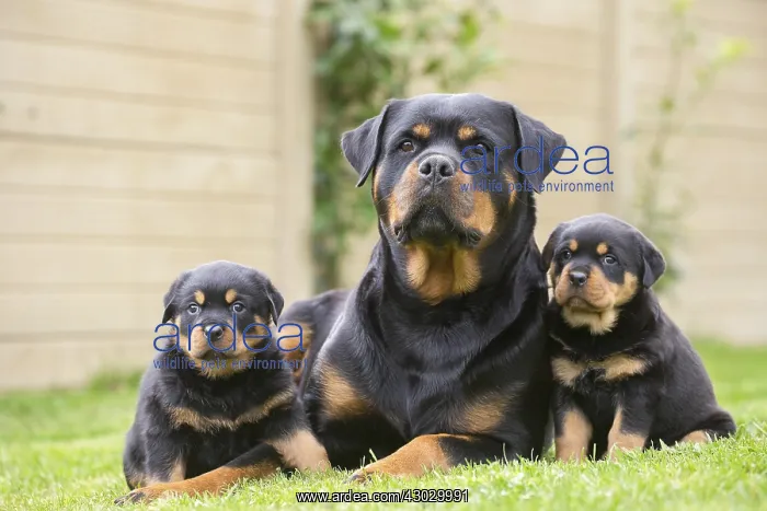  : Rottweiler with puppies dogs outside