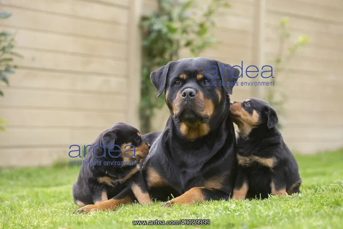  : Rottweiler with puppies dogs outside