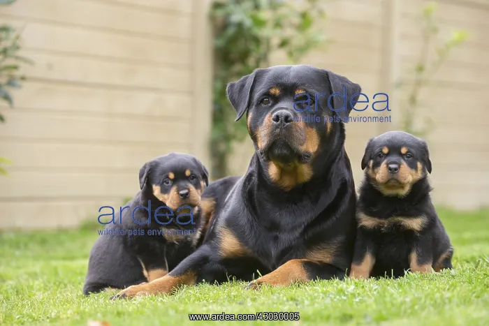  : Rottweiler with puppies dogs outside
