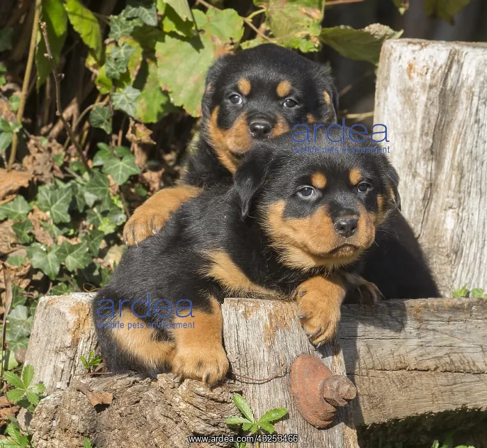 : Rottweiler puppies dogs outside : Rottweiler puppies dogs outside