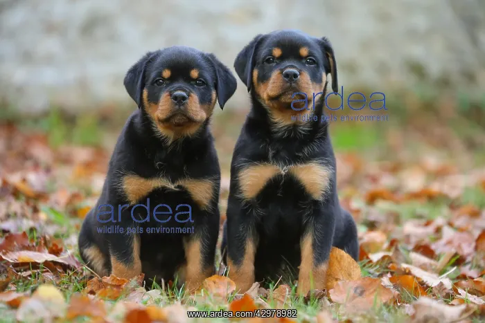 : Rottweiler puppies outdoors : Rottweiler puppies outdoors