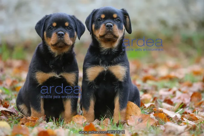 : Rottweiler puppies outdoors : Rottweiler puppies outdoors