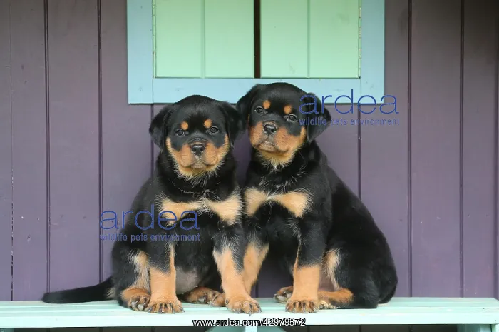 : Rottweiler puppies outdoors : Rottweiler puppies outdoors