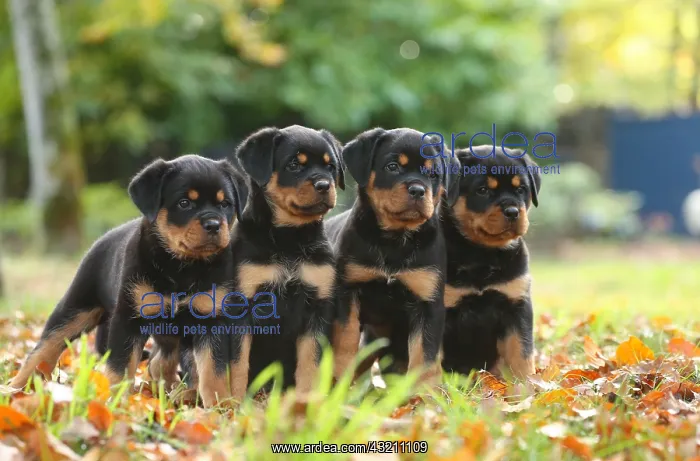 : Rottweiler puppies outdoors : Rottweiler puppies outdoors