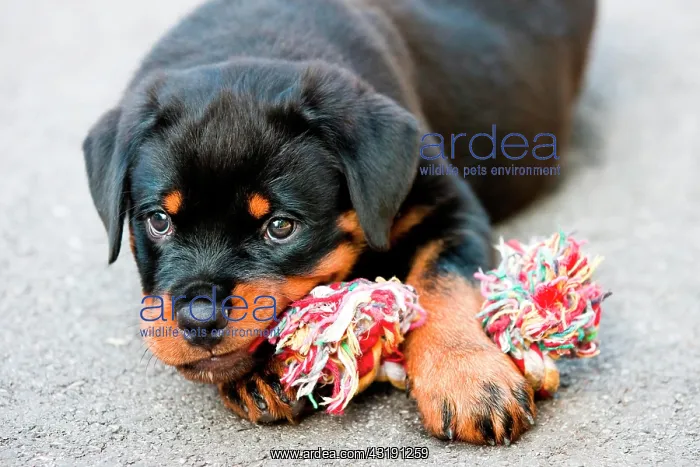 : Rottweiler puppy chewing on a toy, North Tyrol : Rottweiler puppy chewing on a toy, North Tyrol