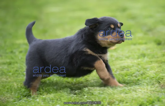  : Rottweiler puppy dog outside