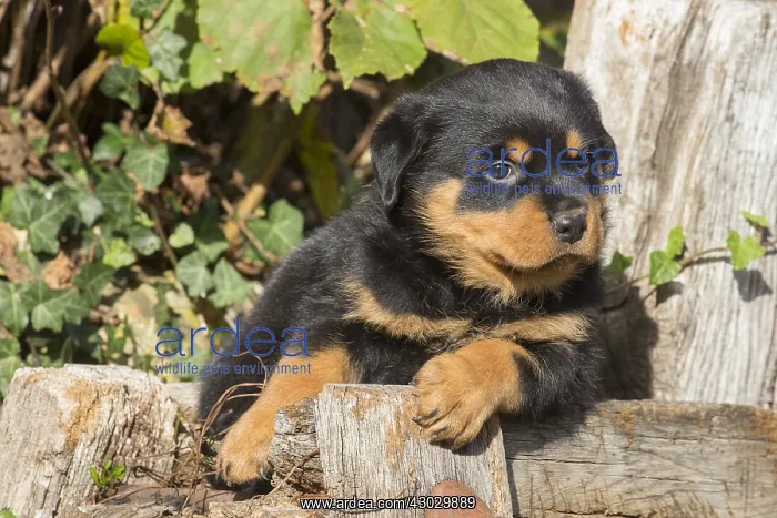 : Rottweiler puppy dog outside : Rottweiler puppy dog outside
