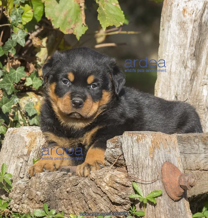 : Rottweiler puppy dog outside : Rottweiler puppy dog outside