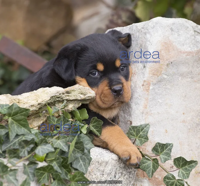 : Rottweiler puppy dog outside : Rottweiler puppy dog outside