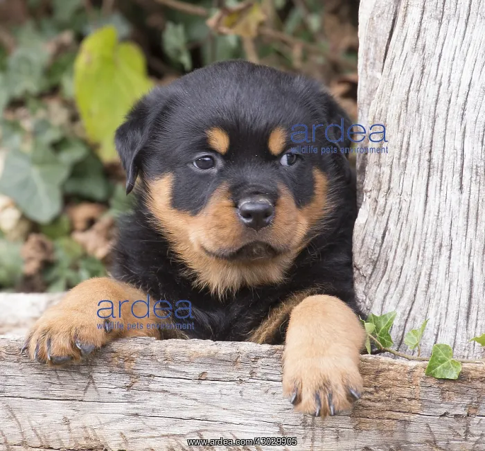 : Rottweiler puppy dog outside : Rottweiler puppy dog outside