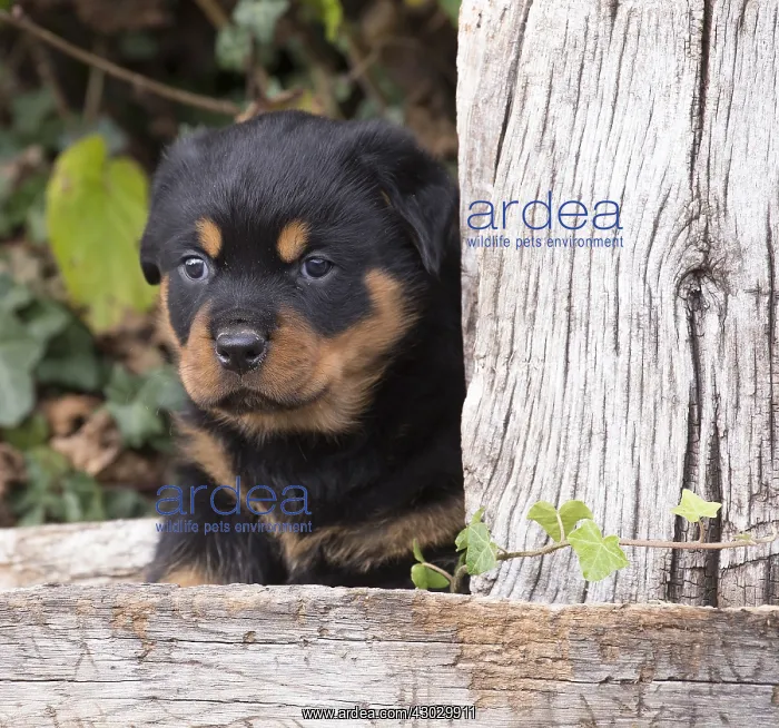 : Rottweiler puppy dog outside : Rottweiler puppy dog outside