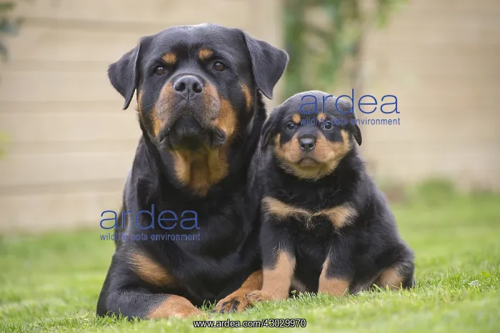 : Rottweiler with puppy dog outside