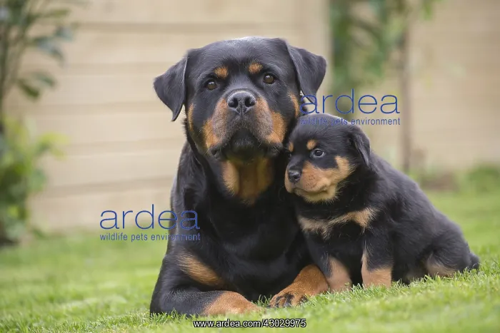 : Rottweiler with puppy dog outside