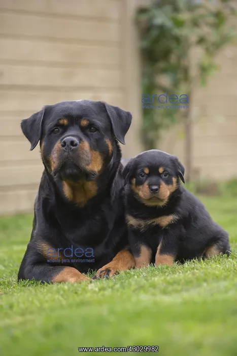  : Rottweiler with puppy dog outside