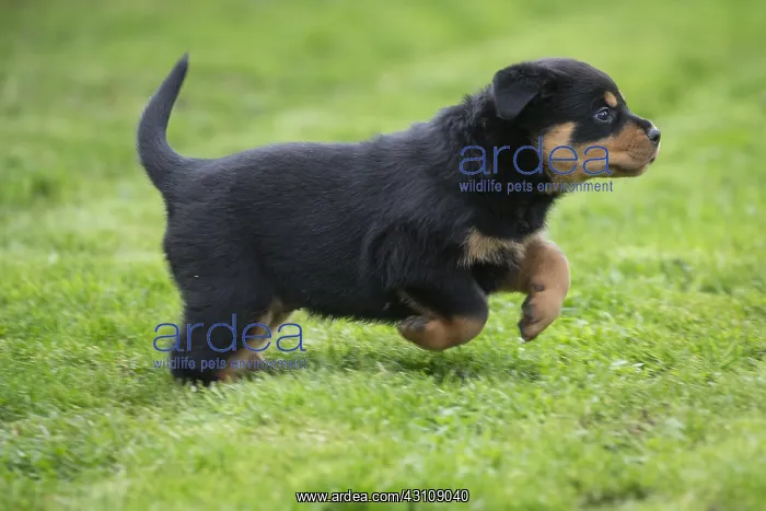  : Rottweiler puppy dog outside