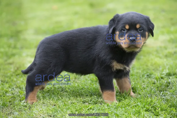  : Rottweiler puppy dog outside