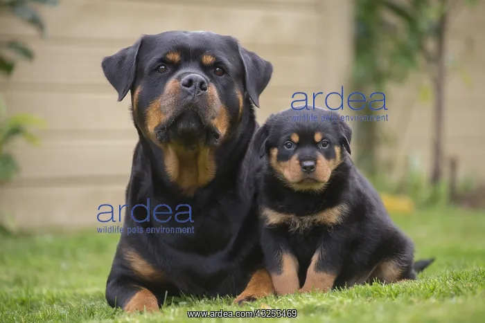  : Rottweiler with puppy dog outside