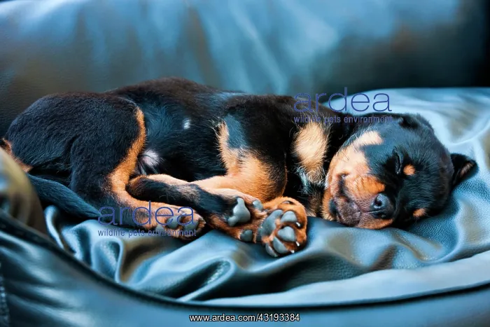 : Rottweiler puppy dog sleeping in a dog bed, North : Rottweiler puppy dog sleeping in a dog bed, North
