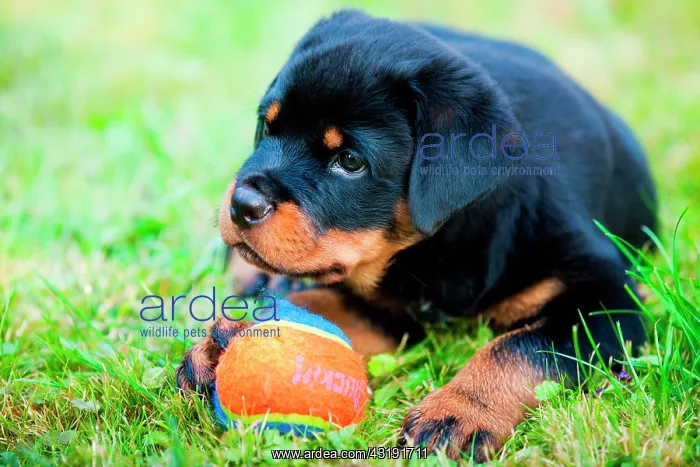 : Rottweiler puppy lying in a meadow with a ball : Rottweiler puppy lying in a meadow with a ball