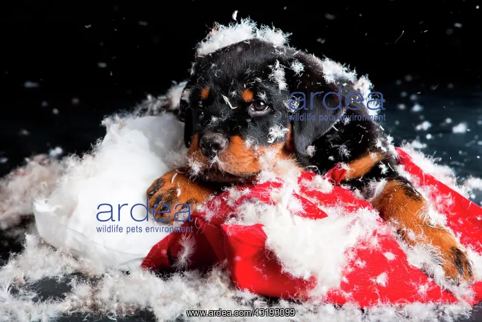 : Rottweiler puppy lying on a torn pillow and stuffing : Rottweiler puppy lying on a torn pillow and stuffing