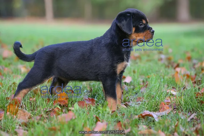 : Rottweiler puppy outdoors : Rottweiler puppy outdoors