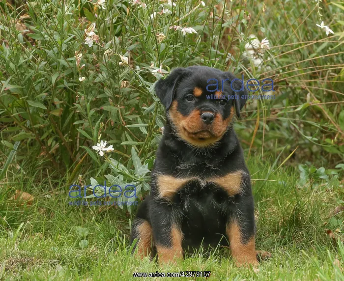 : Rottweiler puppy outdoors : Rottweiler puppy outdoors