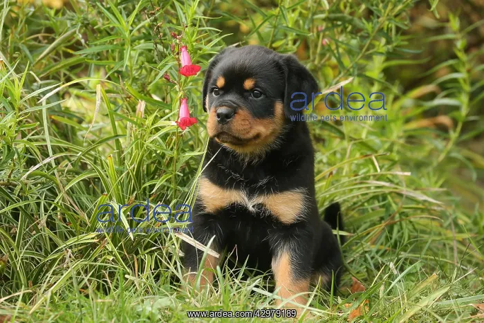 : Rottweiler puppy outdoors : Rottweiler puppy outdoors