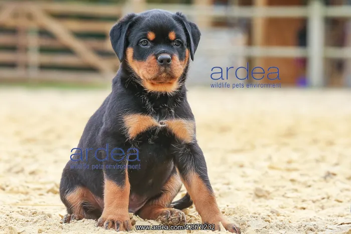 : Rottweiler puppy outdoors : Rottweiler puppy outdoors