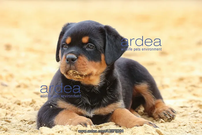 : Rottweiler puppy outdoors : Rottweiler puppy outdoors