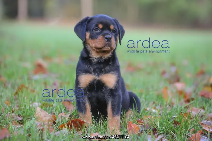 : Rottweiler puppy outdoors : Rottweiler puppy outdoors