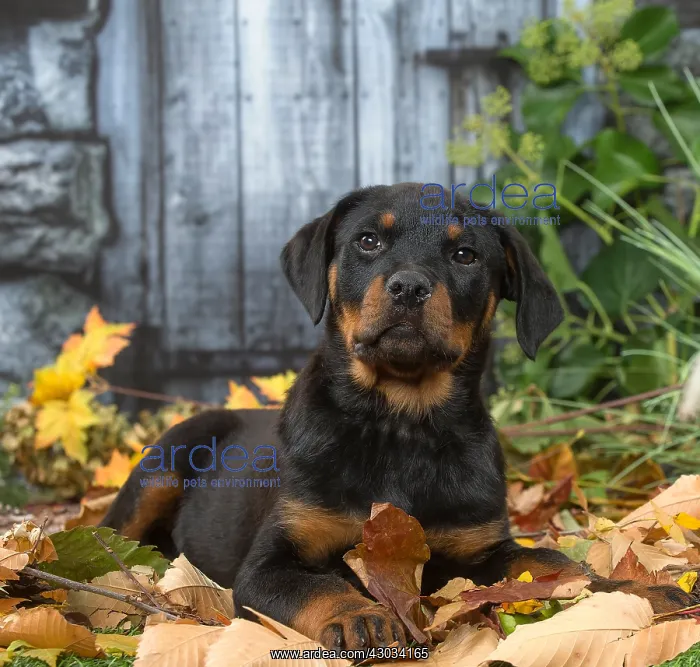  : Rottweiler puppy outdoors in autumn