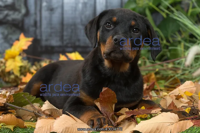  : Rottweiler puppy outdoors in autumn