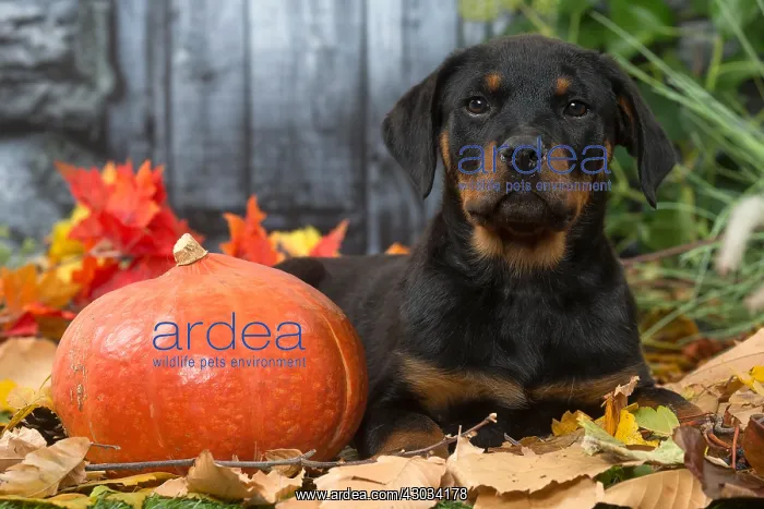 : Rottweiler puppy outdoors in autumn : Rottweiler puppy outdoors in autumn