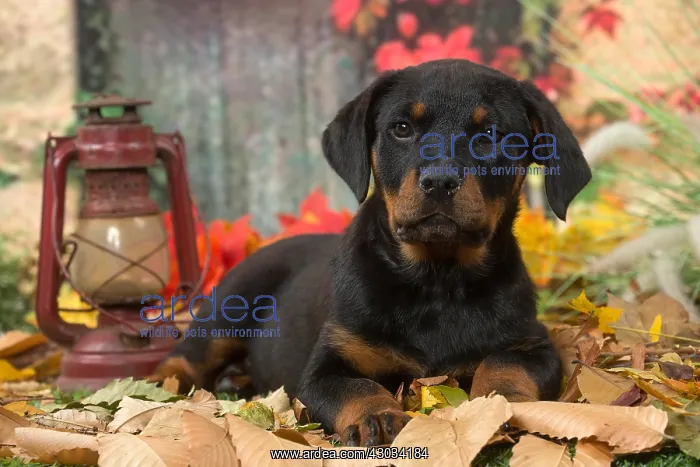  : Rottweiler puppy outdoors in autumn