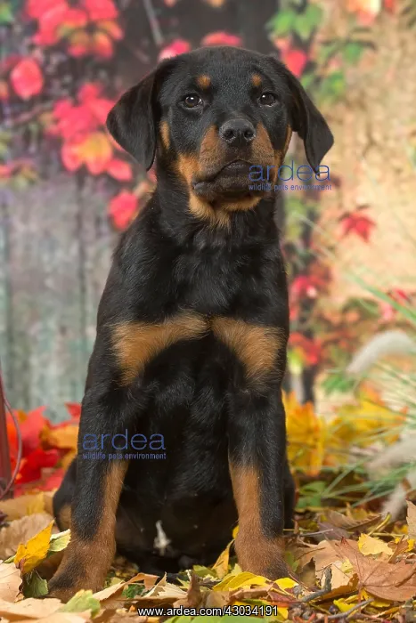  : Rottweiler puppy outdoors in autumn