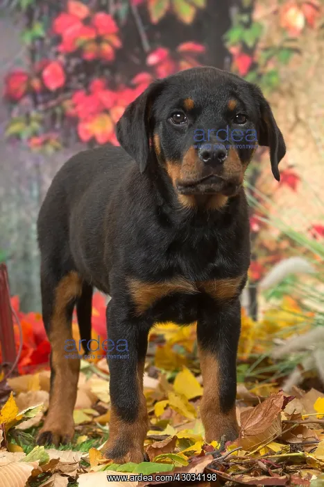  : Rottweiler puppy outdoors in autumn