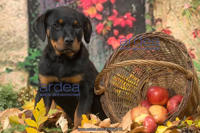 : Rottweiler puppy outdoors in autumn : Rottweiler puppy outdoors in autumn
