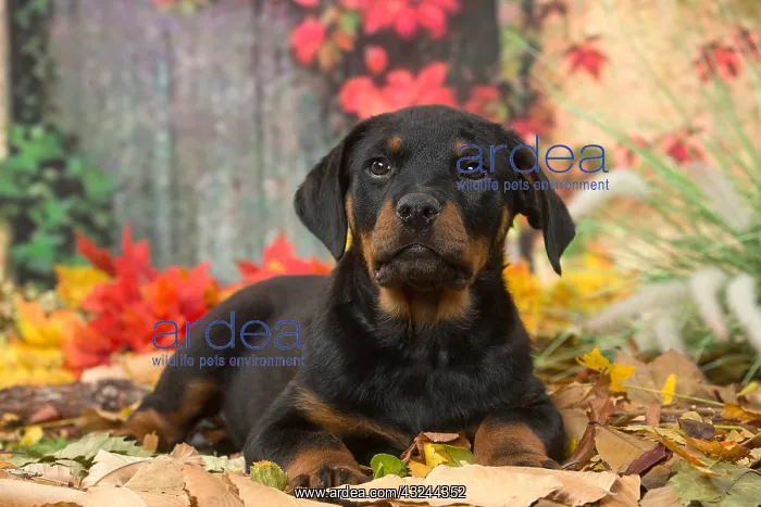  : Rottweiler puppy outdoors in autumn