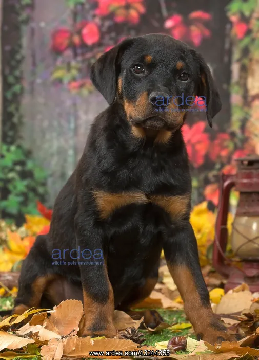  : Rottweiler puppy outdoors in autumn