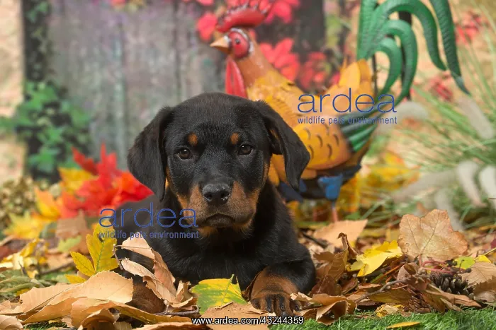  : Rottweiler puppy outdoors in autumn