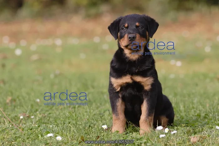 : Rottweiller puppy sitting in the meadow : Rottweiller puppy sitting in the meadow