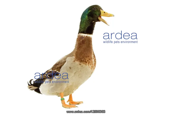  : Rouen Duck - domestic - quaking