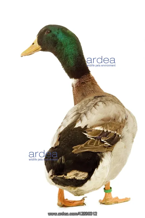  : Rouen Duck - domestic in studio