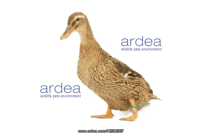  : Rouen Duck - female - studio