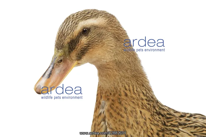  : Rouen Duck - female - studio