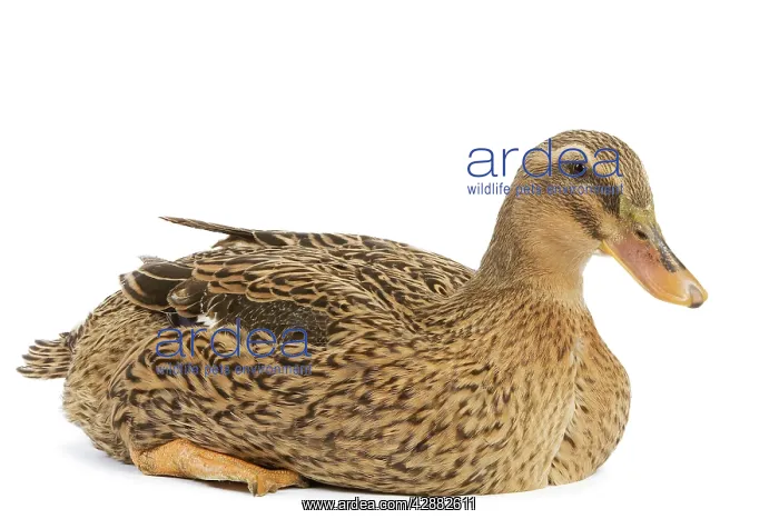  : Rouen Duck - female - studio