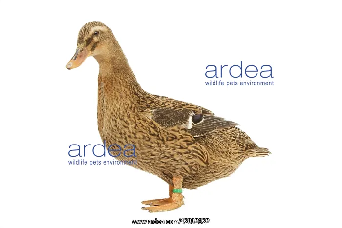  : Rouen Duck - female - studio