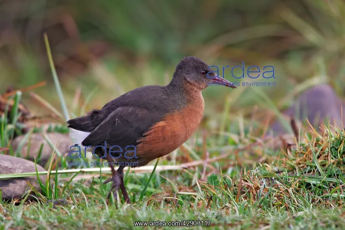 : Rouget's Rail : Rouget's Rail