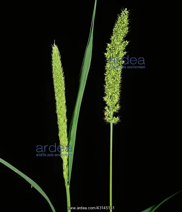 : Rough or Bur Bristle-grass : Rough or Bur Bristle-grass